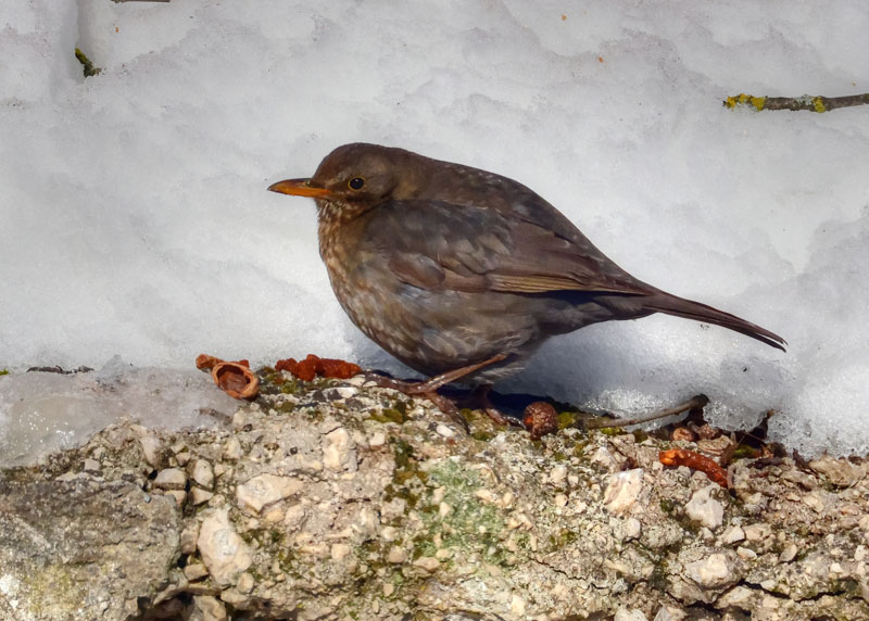 Merlo - Turdus merula